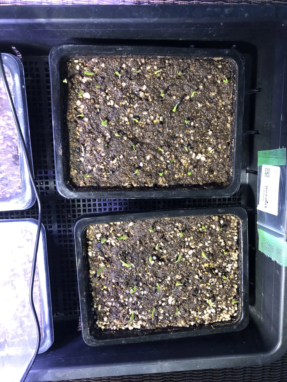 Agave oteroi Lot. (アガベ オテロイ)