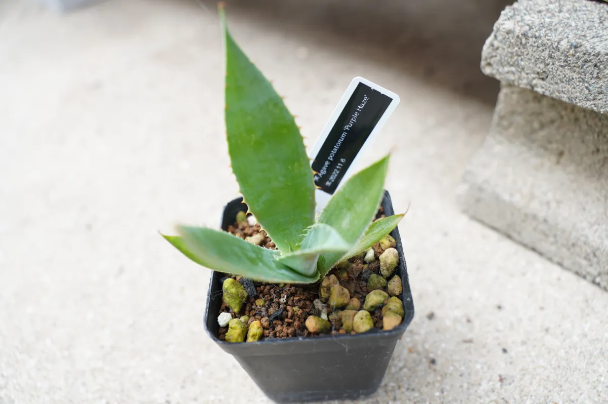 Agave potatorum (アガベ パープルヘイズ)