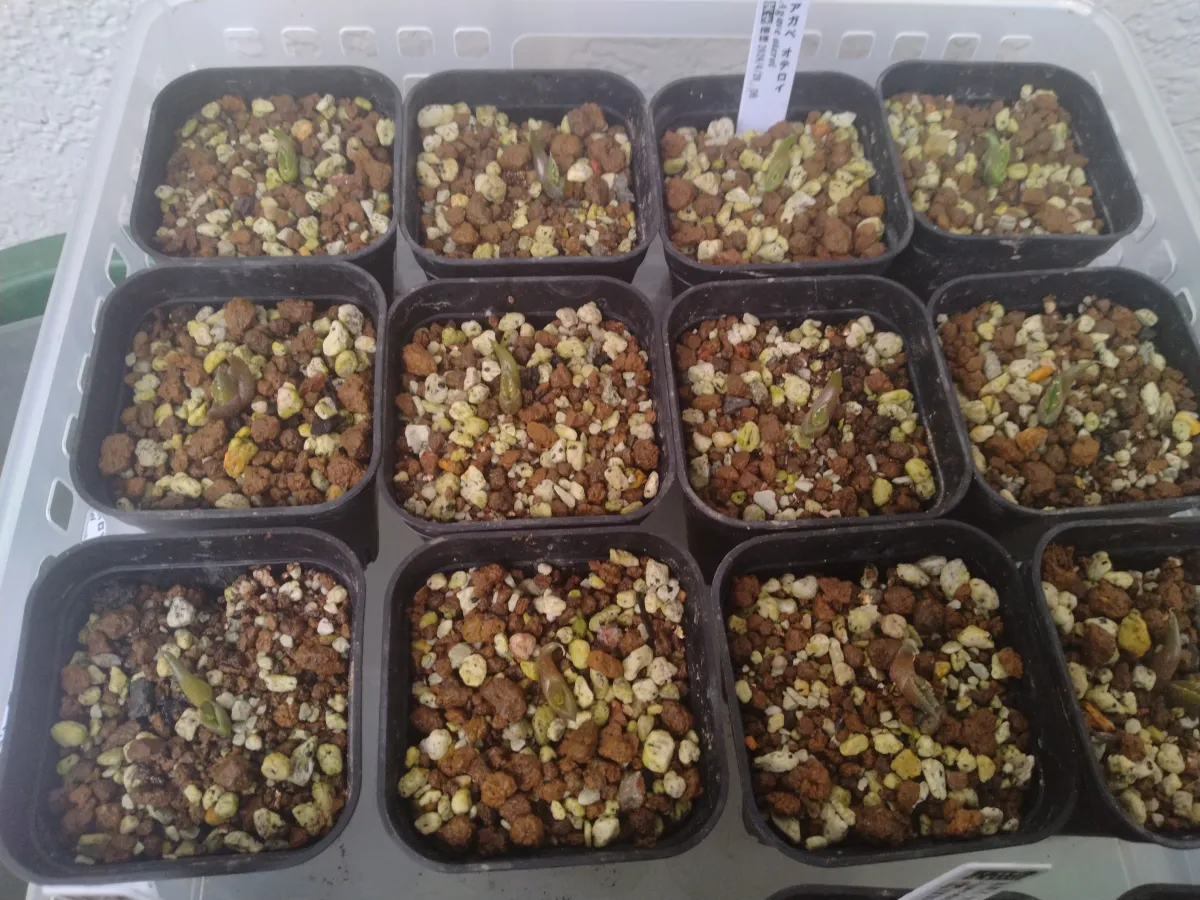 Agave oteroi Lot. (アガベ オテロイ)