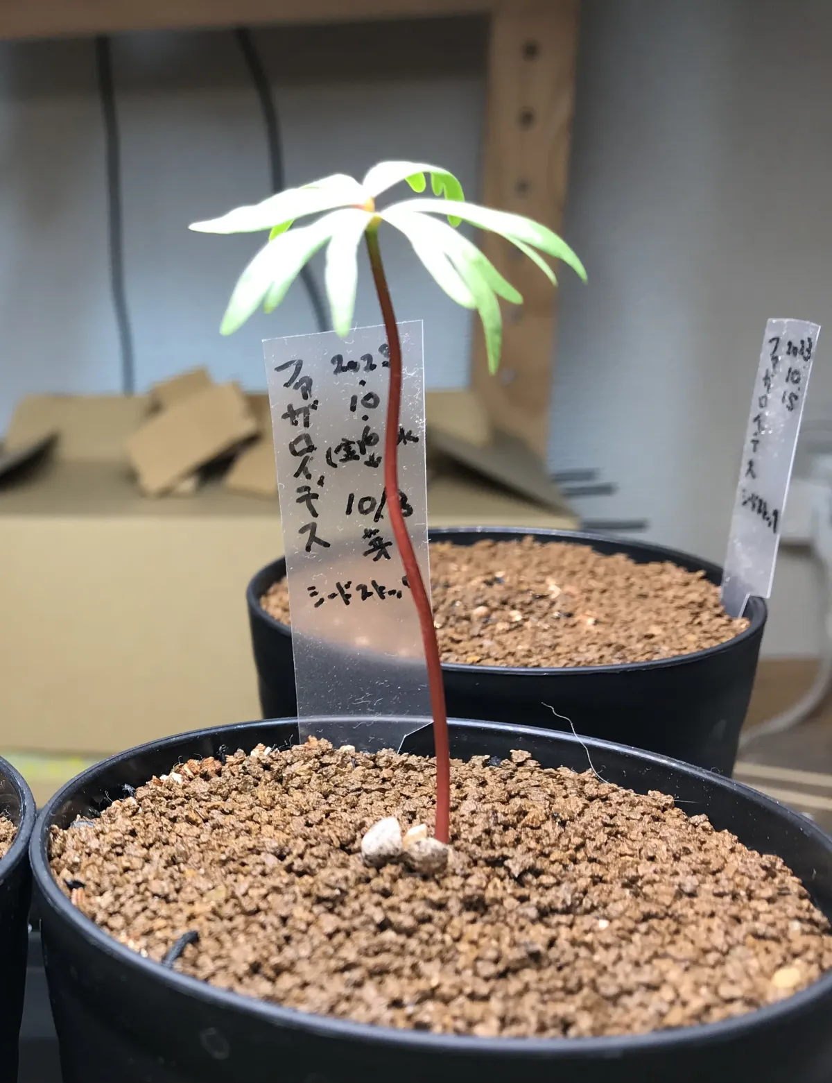 Bursera fagaroides (ブルセラ ファガロイデス)
