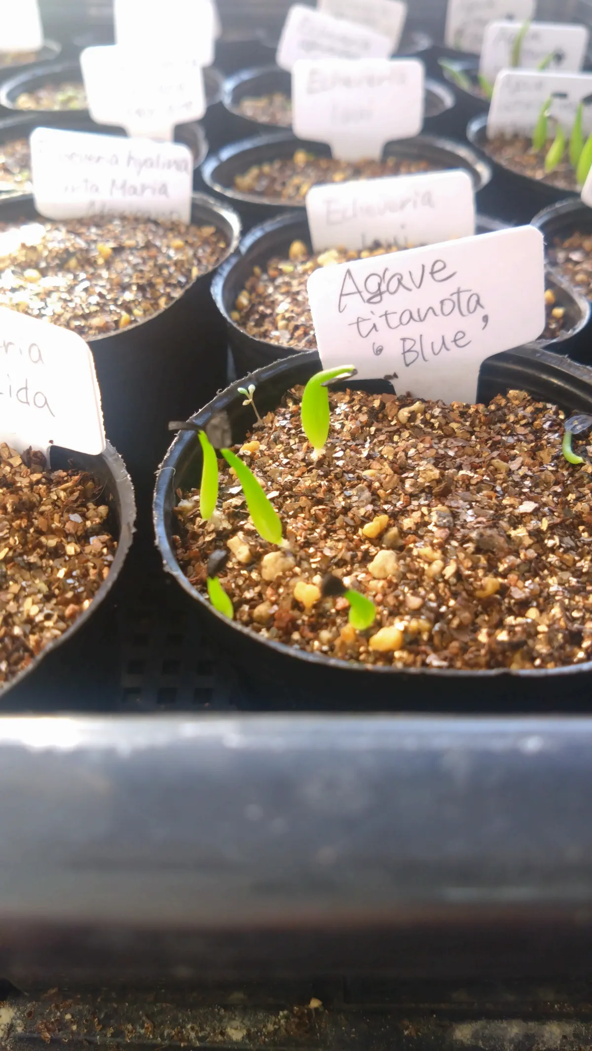 Agave titanota Blue Lot. (アガベ チタノタブルー)