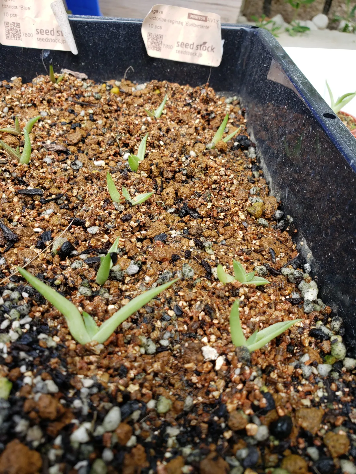 Agave victoriae-reginae (アガベ バスタマンテ)
