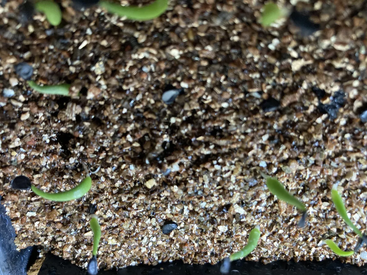 Agave utahensis v. nevadensis Compacta (アガベ ネバデンシス コンパクタ)