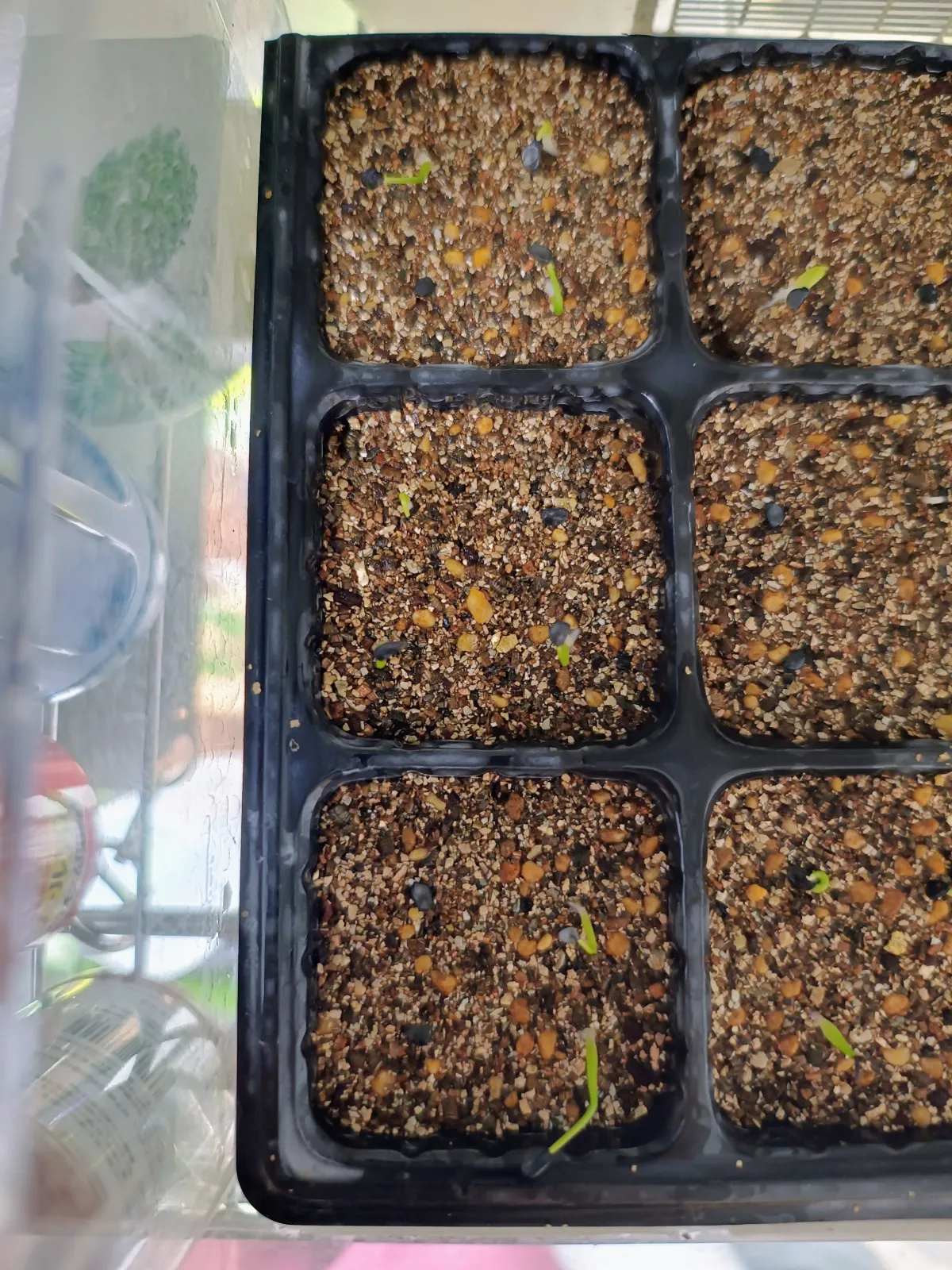 Agave utahensis var. eborispina (アガベ エボリスピナ ヘイフォード)
