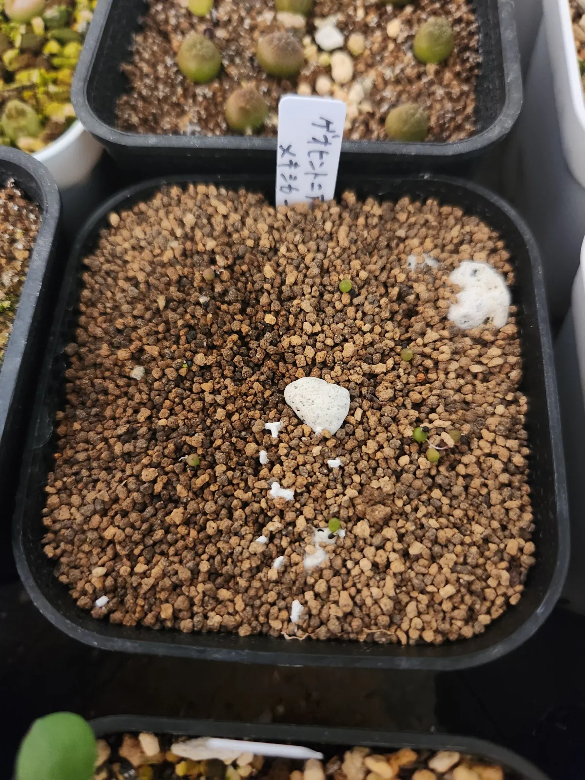 Geohintonia mexicana (ジオヒントニア メキシカーナ)