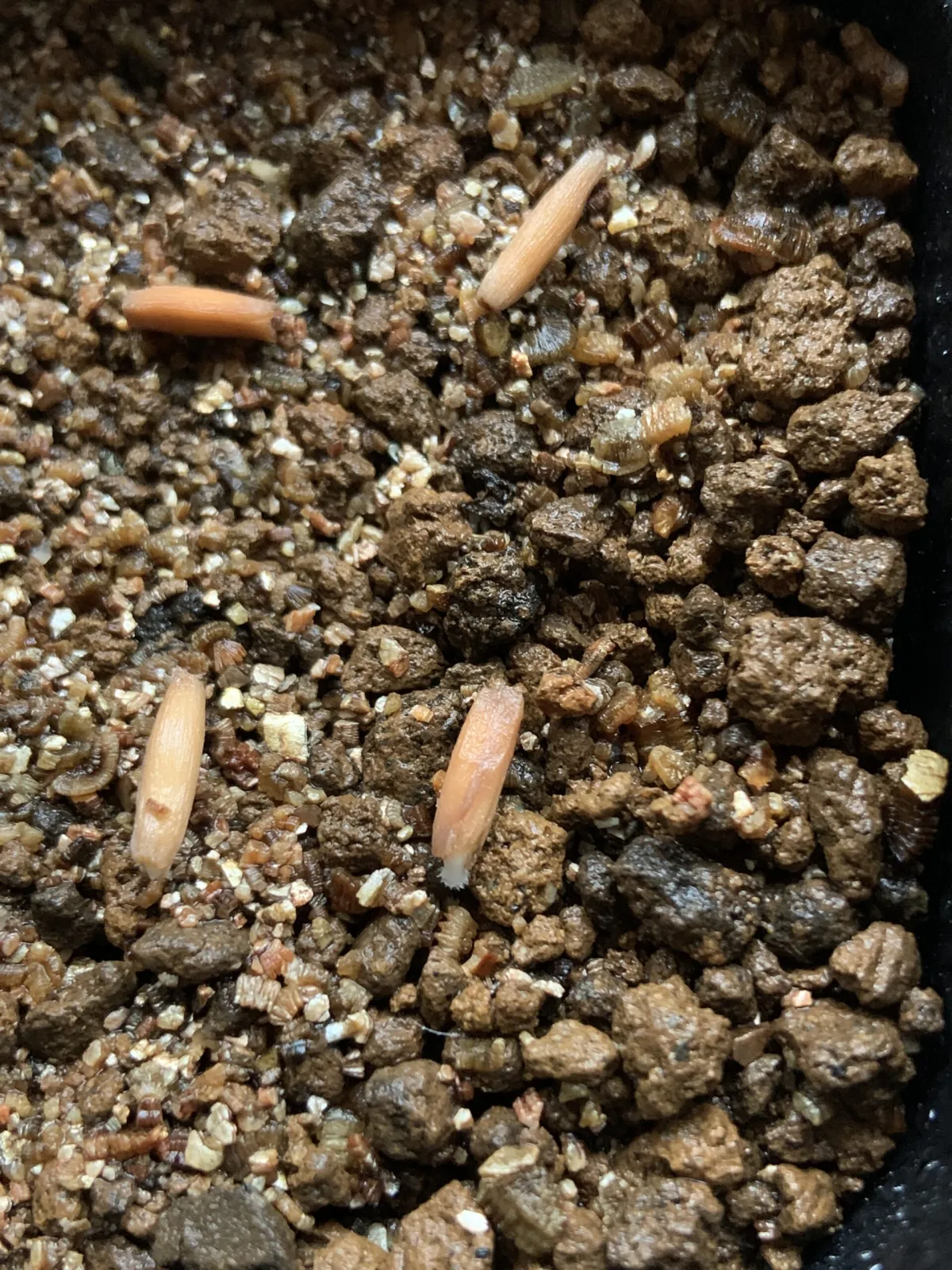 Adenium obesum (アデニウム オベスム)
