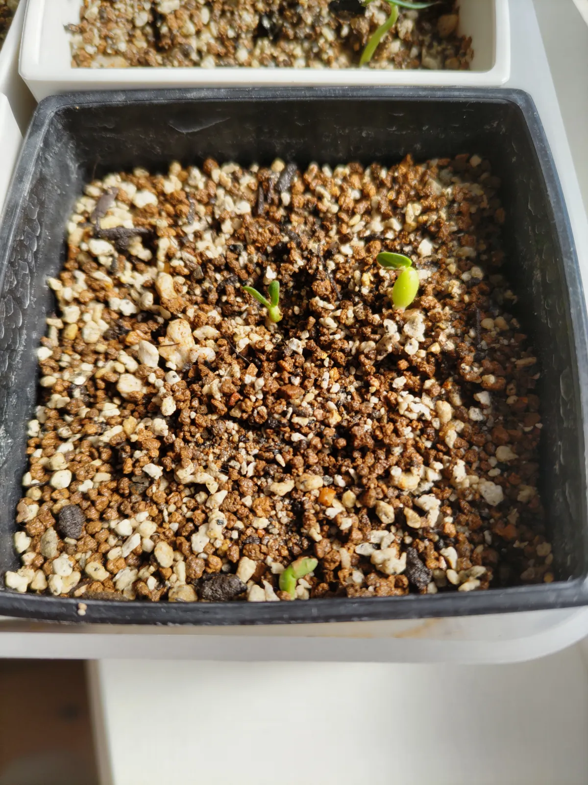 Pachypodium rosulatum var. gracilius ([無料種子] 発芽難 パキポディウム グラキリス　)