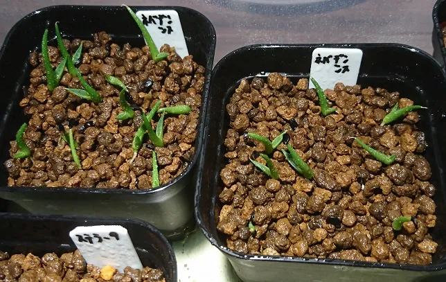 Agave utahensis nevadensis (アガベ ネヴァデンシス)
