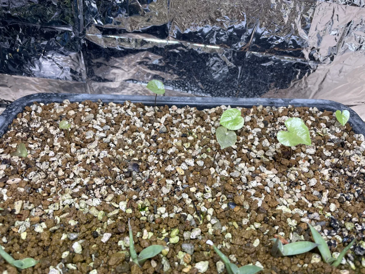 Dioscorea elephantipes ([チャレンジ種子] 亀甲竜)