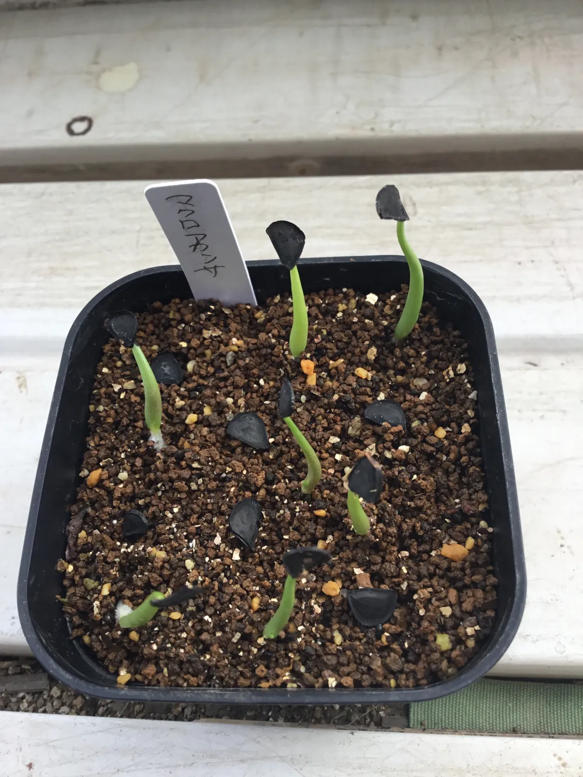 Agave macroacantha (アガベ マクロアカンサ)