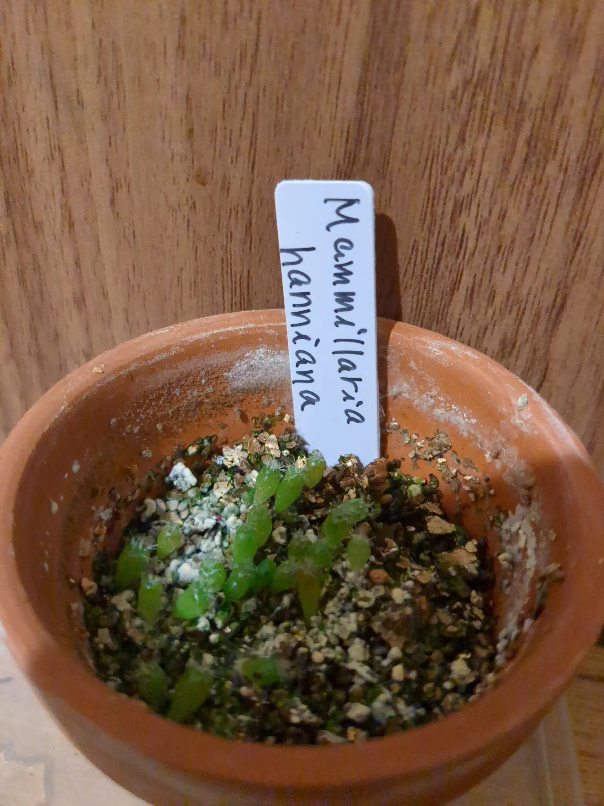 Mammillaria hanniana (マミラリア ハニアナ 玉翁)