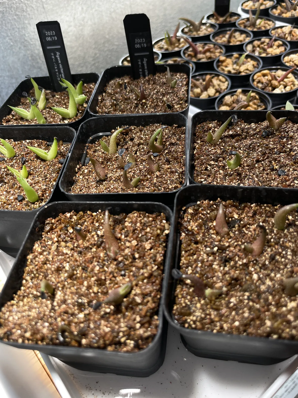 Agave oteroi Lot. (アガベ オテロイ)