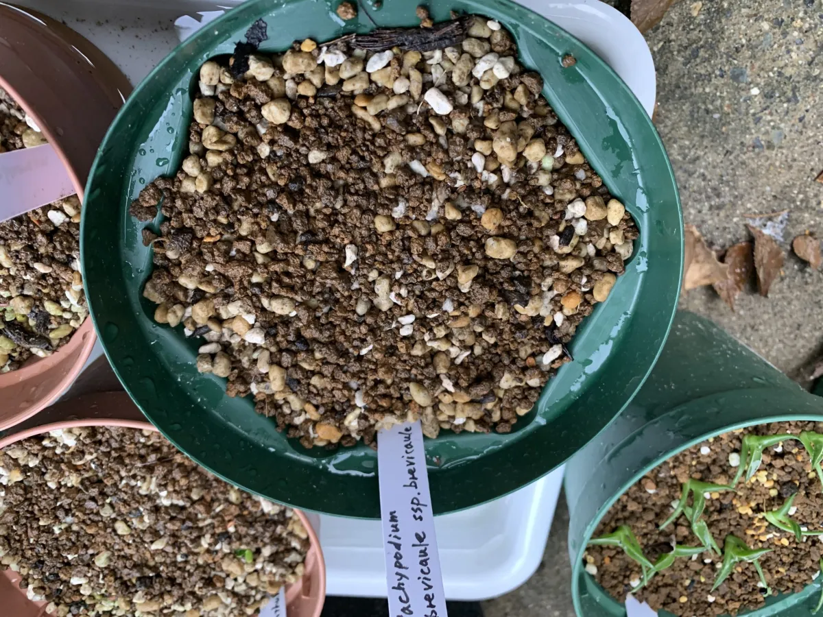 Pachypodium brevicaule ssp. brevicaule ([モニター種子] パキポディウム ブレビカウレ)