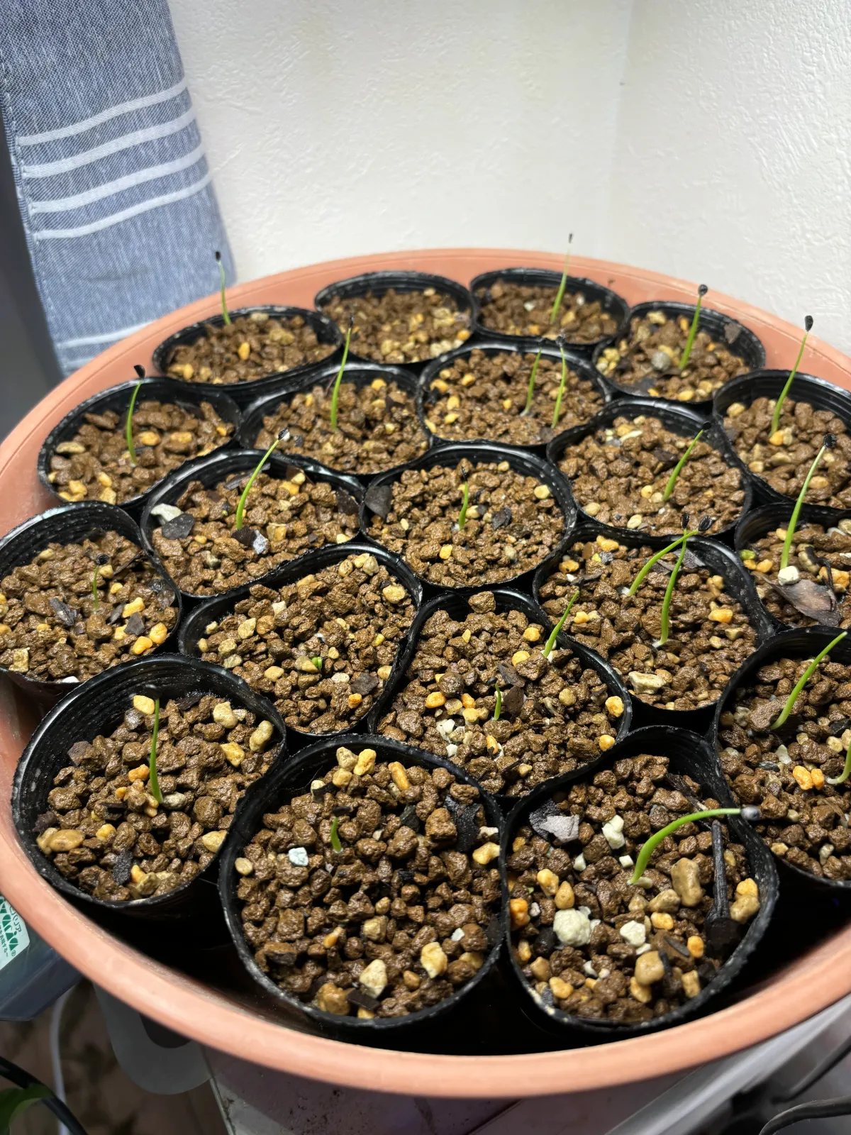Agave utahensis var. eborispina (アガベ エボリスピナ ヘイフォード)