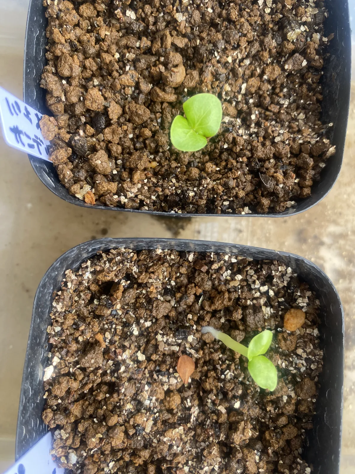 Pachypodium saundersii (パキポディウム サンデルシー)