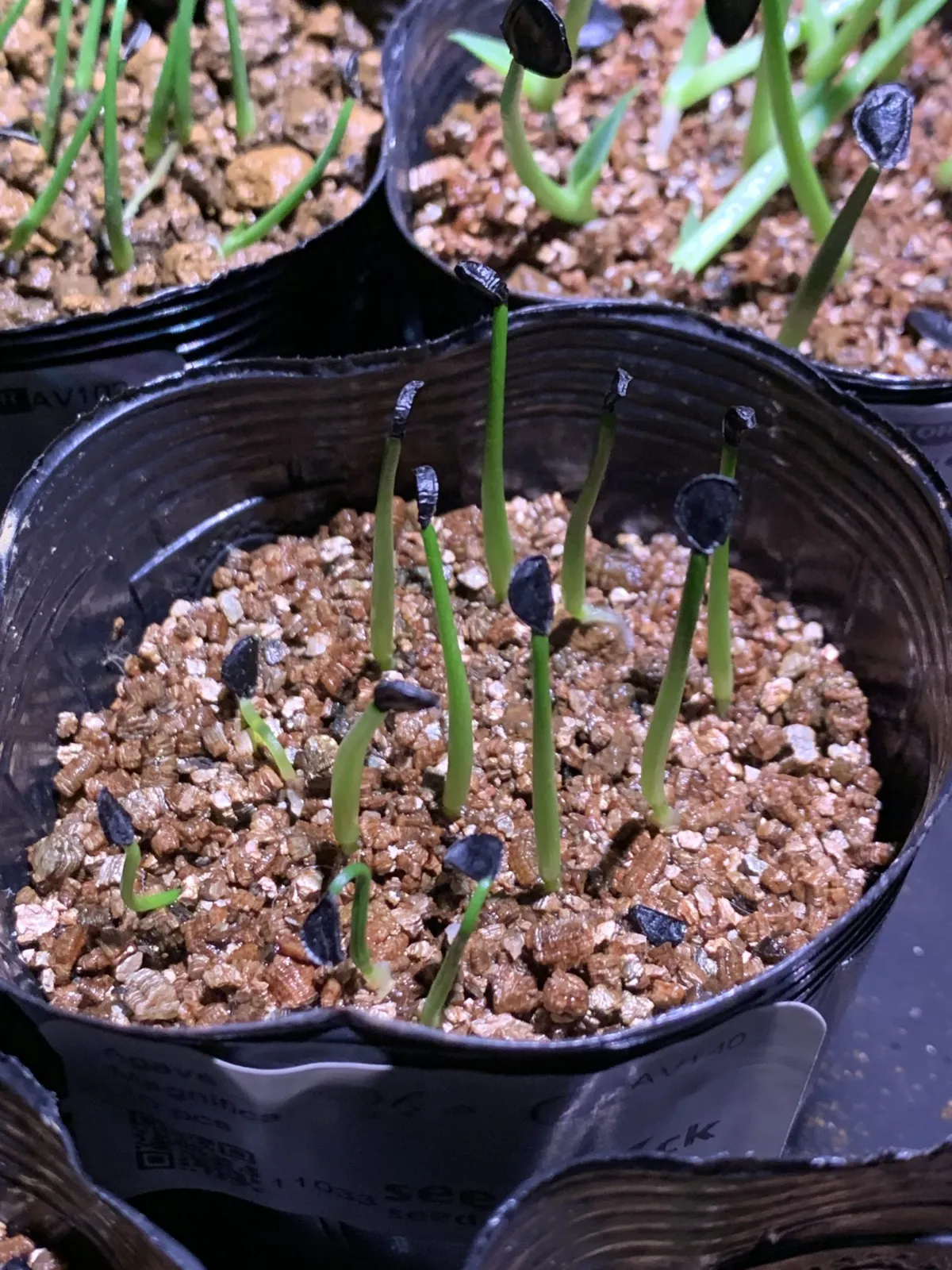 Agave sp. (アガベ マグニフィカ)