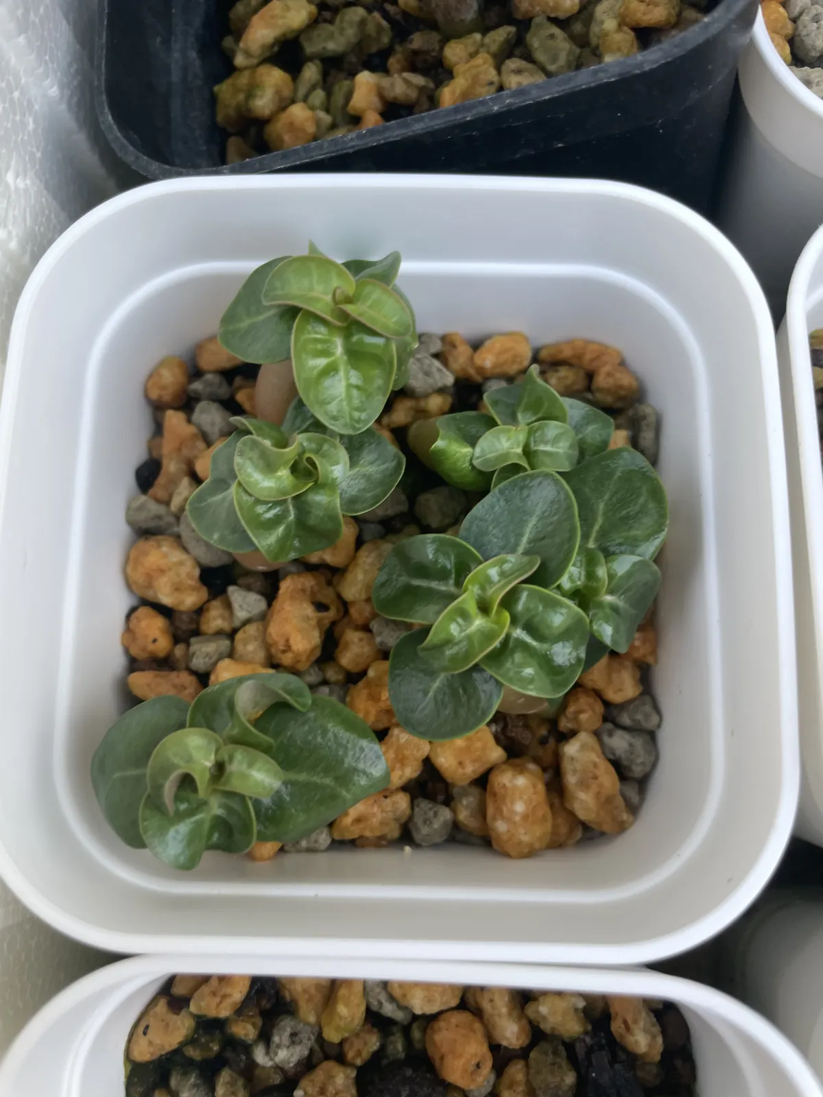 DHA Adenium thai socotranum DHA (アデニウム)