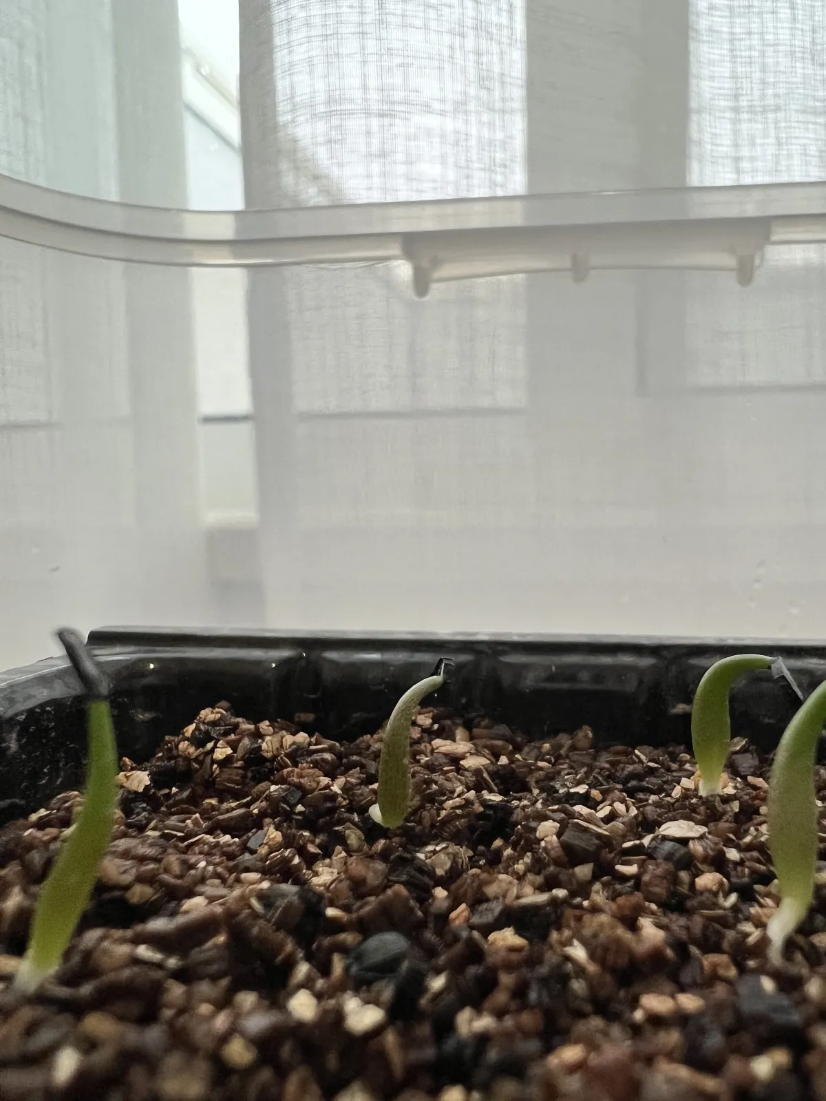 Agave titanota Blue Lot. (アガベ チタノタブルー)
