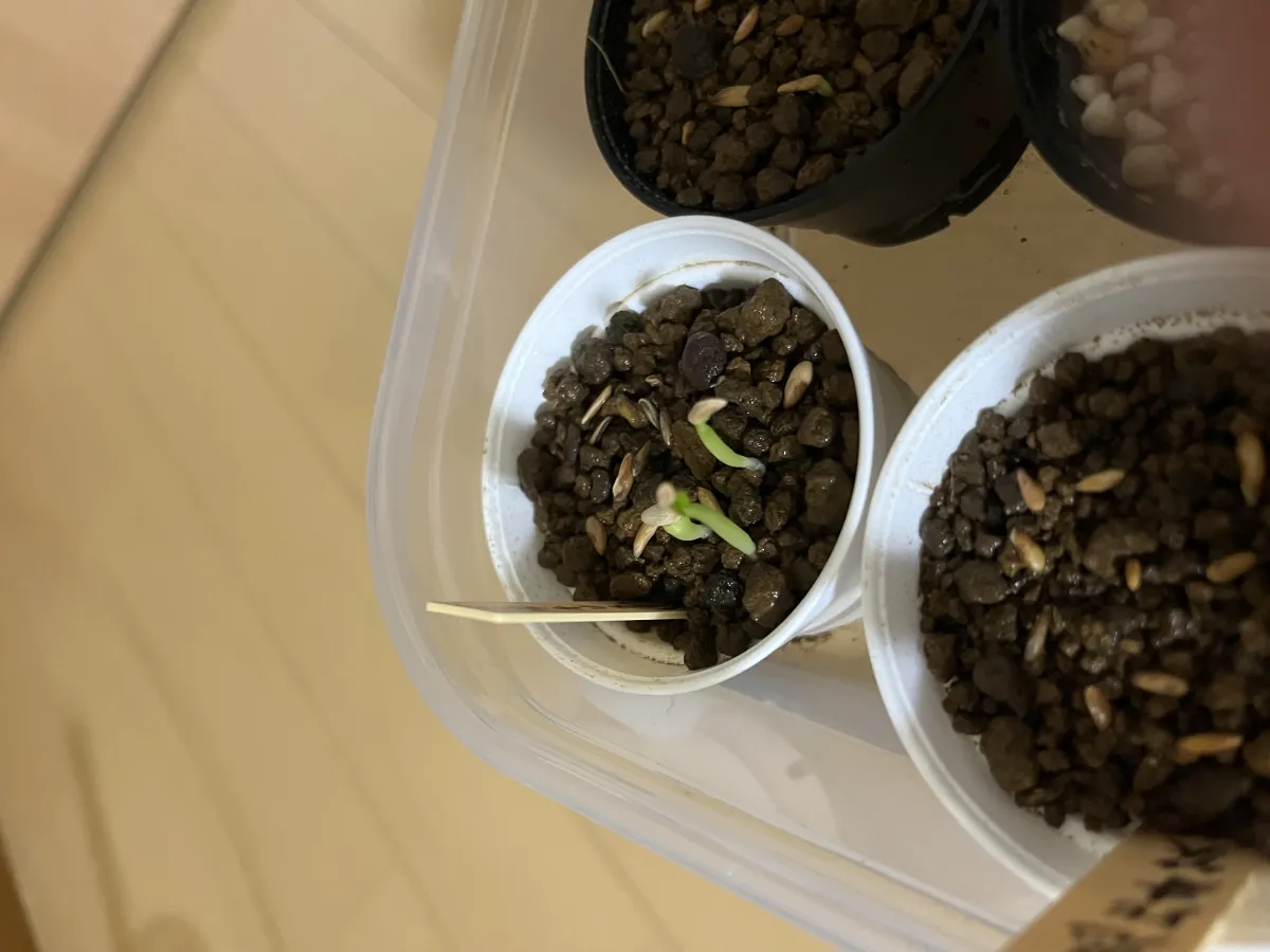 Pachypodium rosulatum var. gracilius ([無料種子] 発芽難 パキポディウム グラキリス　)