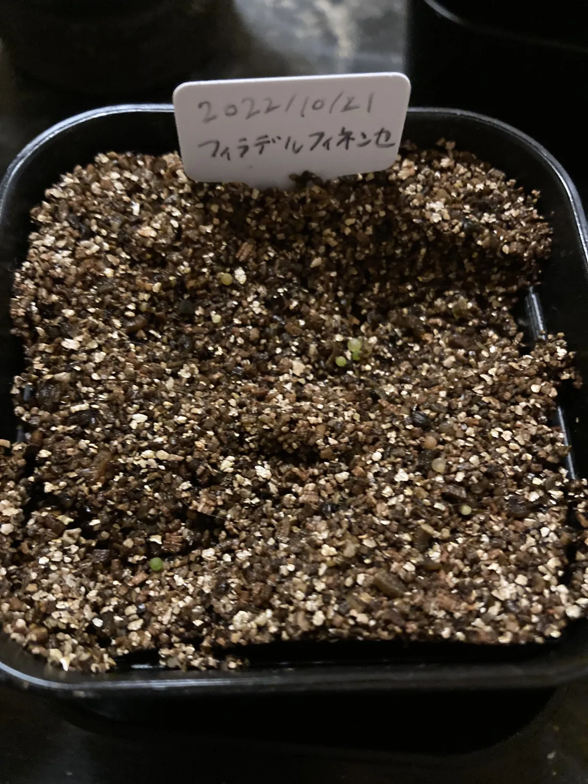 Gymnocalycium mihanovichii var. filadelfinense (ギムノカリキウム フィラデルフィネンセ)