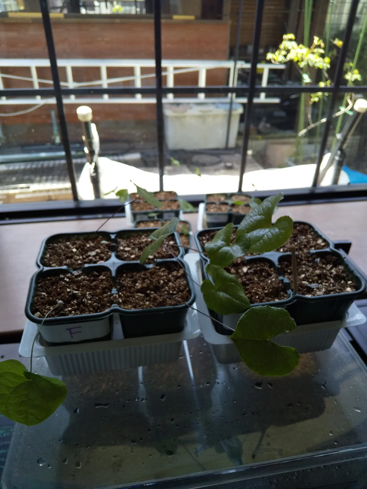 Dioscorea elephantipes Lot. (ディオスコレア エレファンティペス)