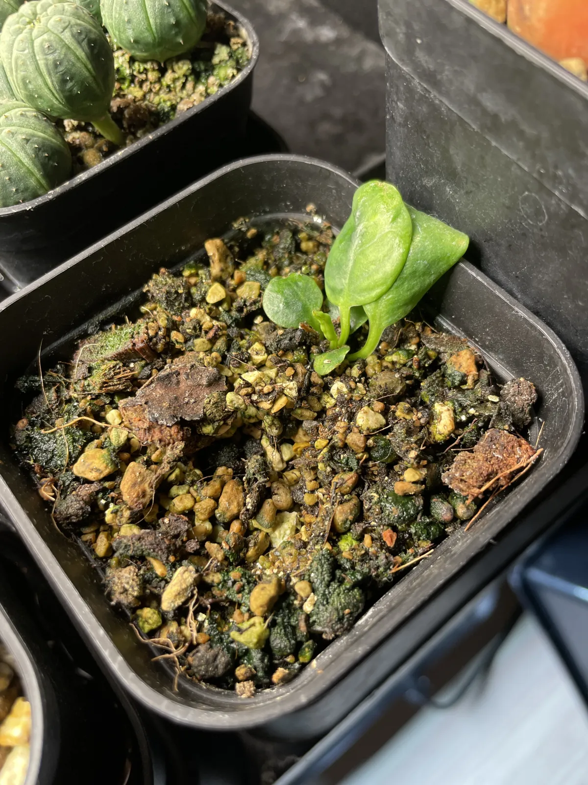 Euphorbia primulifolia (ユーフォルビア プリムリフォリア)