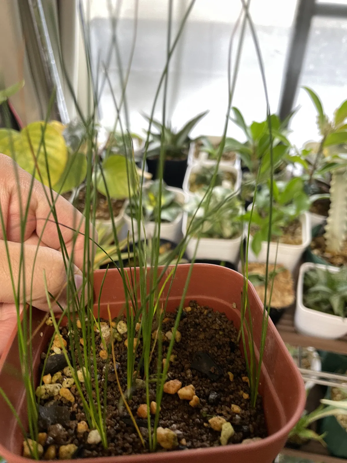 Xanthorrhoea brunonis (ザントロエア ブルーノニス)