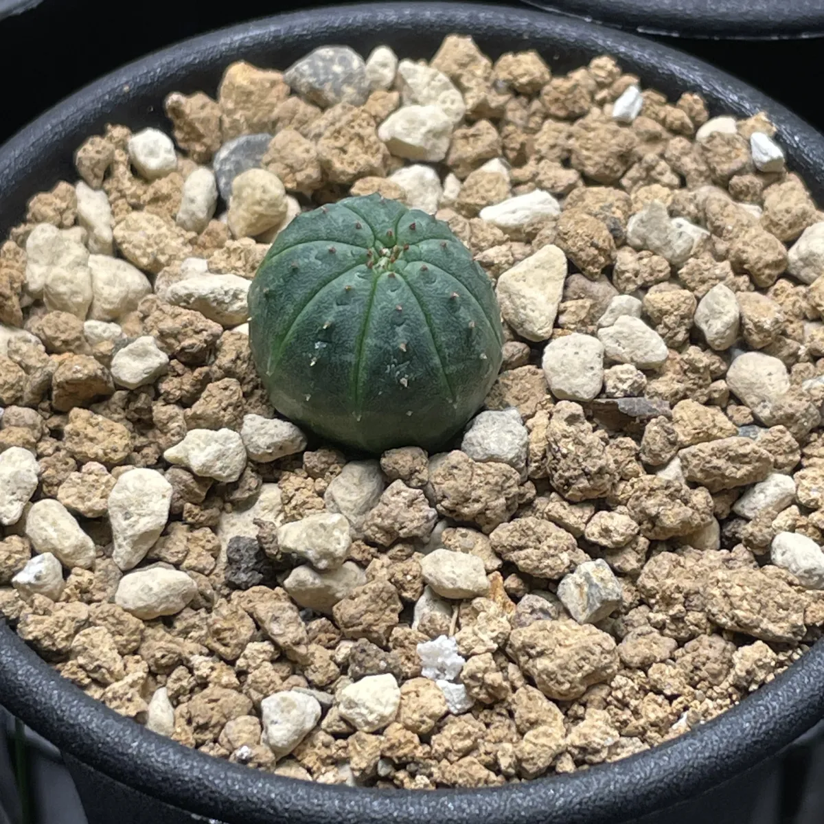 Euphorbia obesa (ユーフォルビア オベサ)