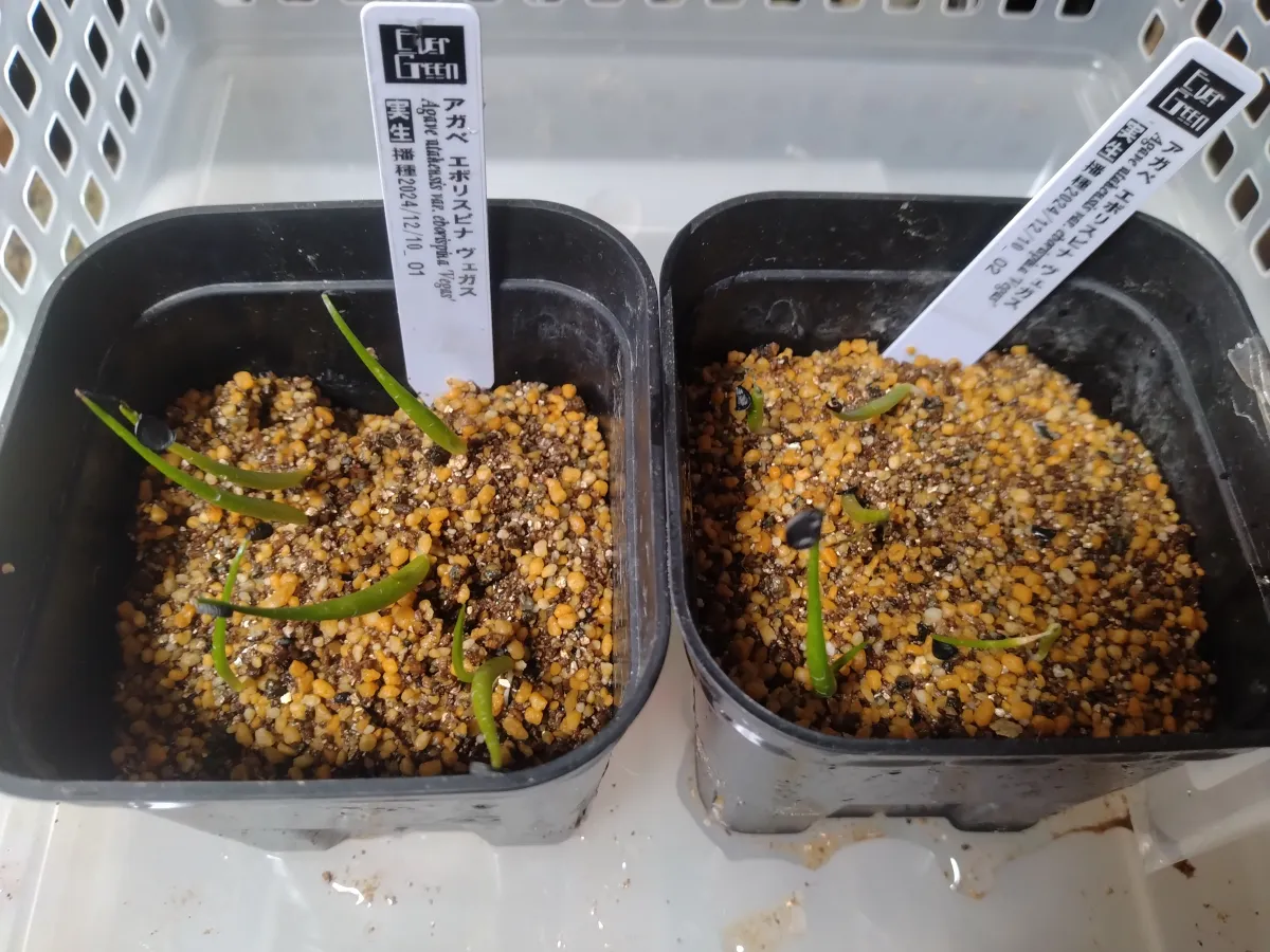 Agave utahensis var. eborispina Vegas (アガベ エボリスピナ ヴェガス)