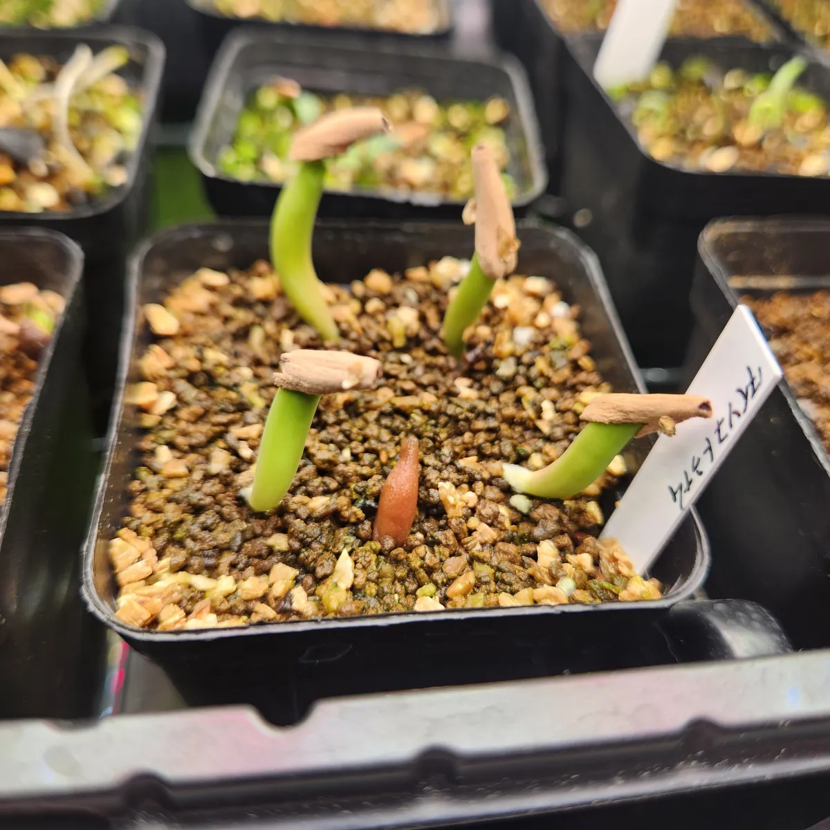 KHZ Adenium thai socotranum KHZ (アデニウム タイ ソコトラナム)