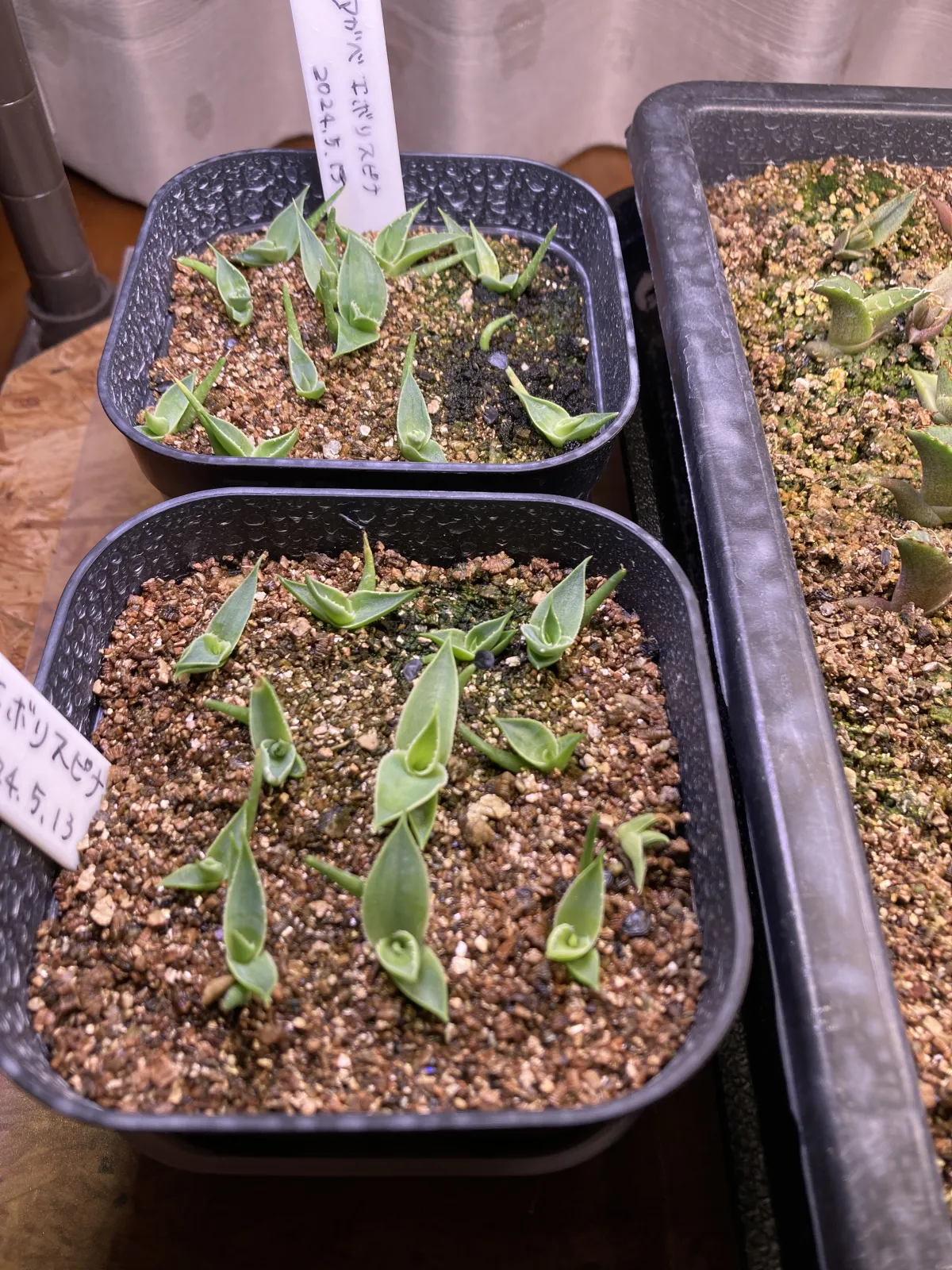 Agave utahensis var. eborispina (アガベ エボリスピナ ヘイフォード)