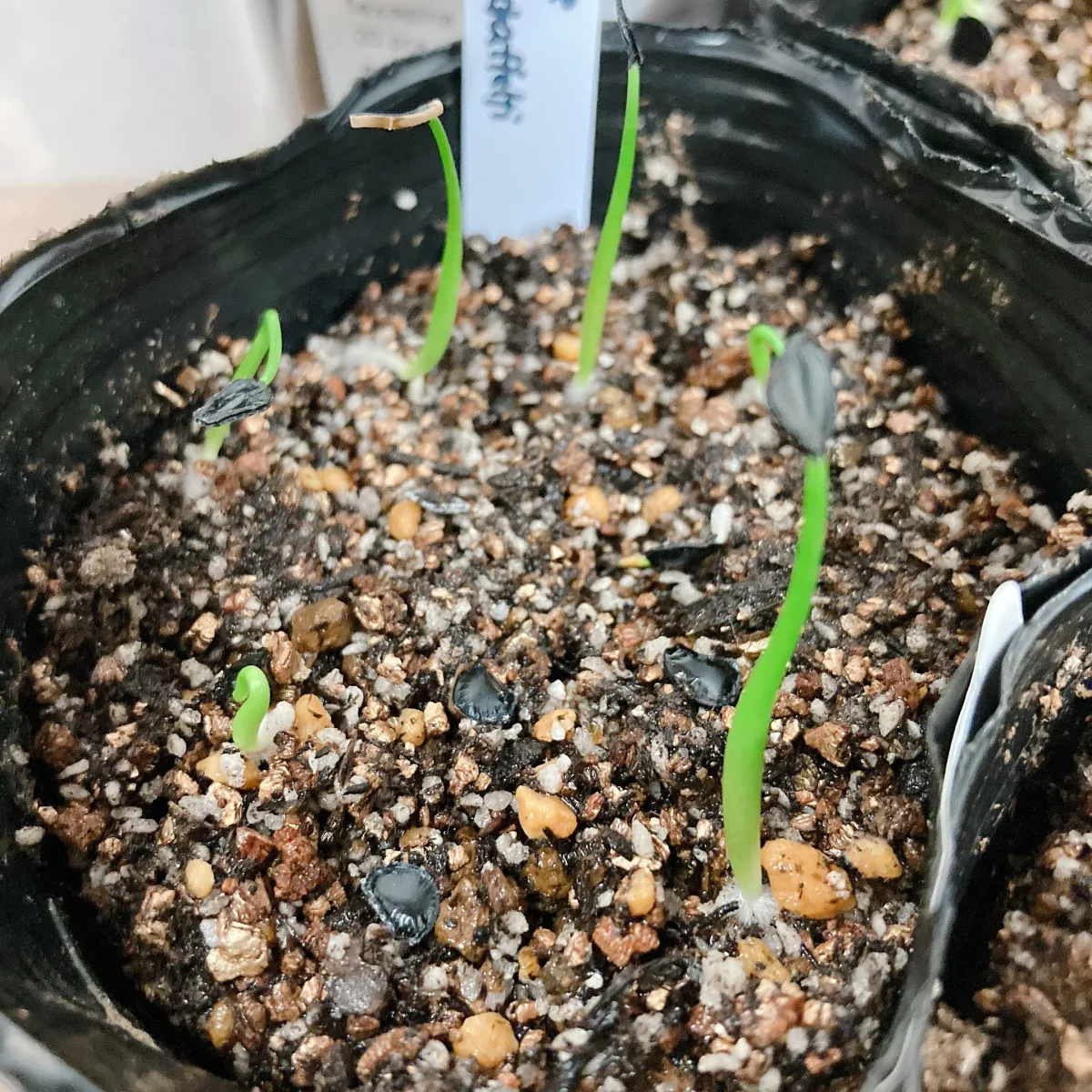 Agave sebastiana (アガベ セバスティアーナ)