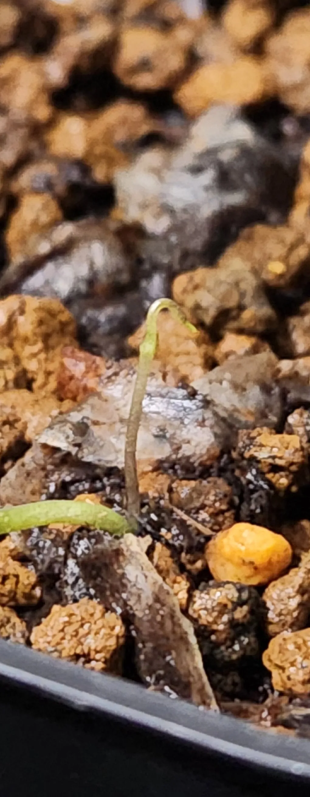 Dioscorea elephantipes ([チャレンジ種子] 亀甲竜)