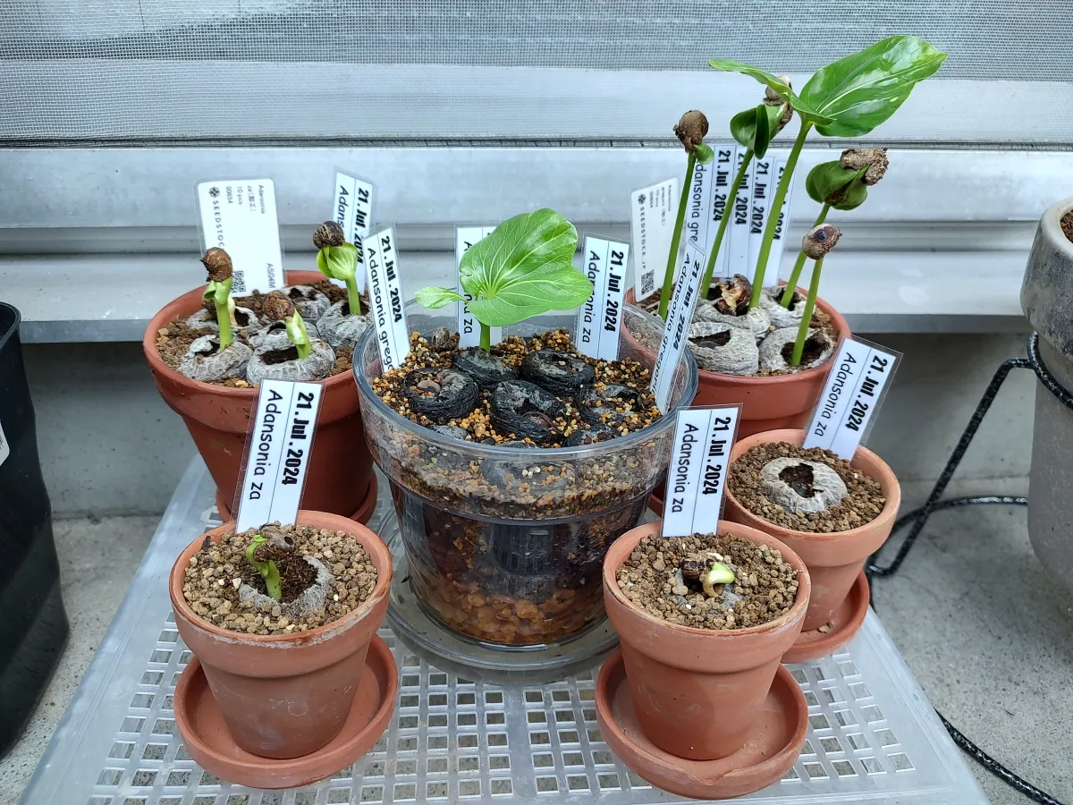 Adansonia za (アダンソニア（バオバブ） ザ)