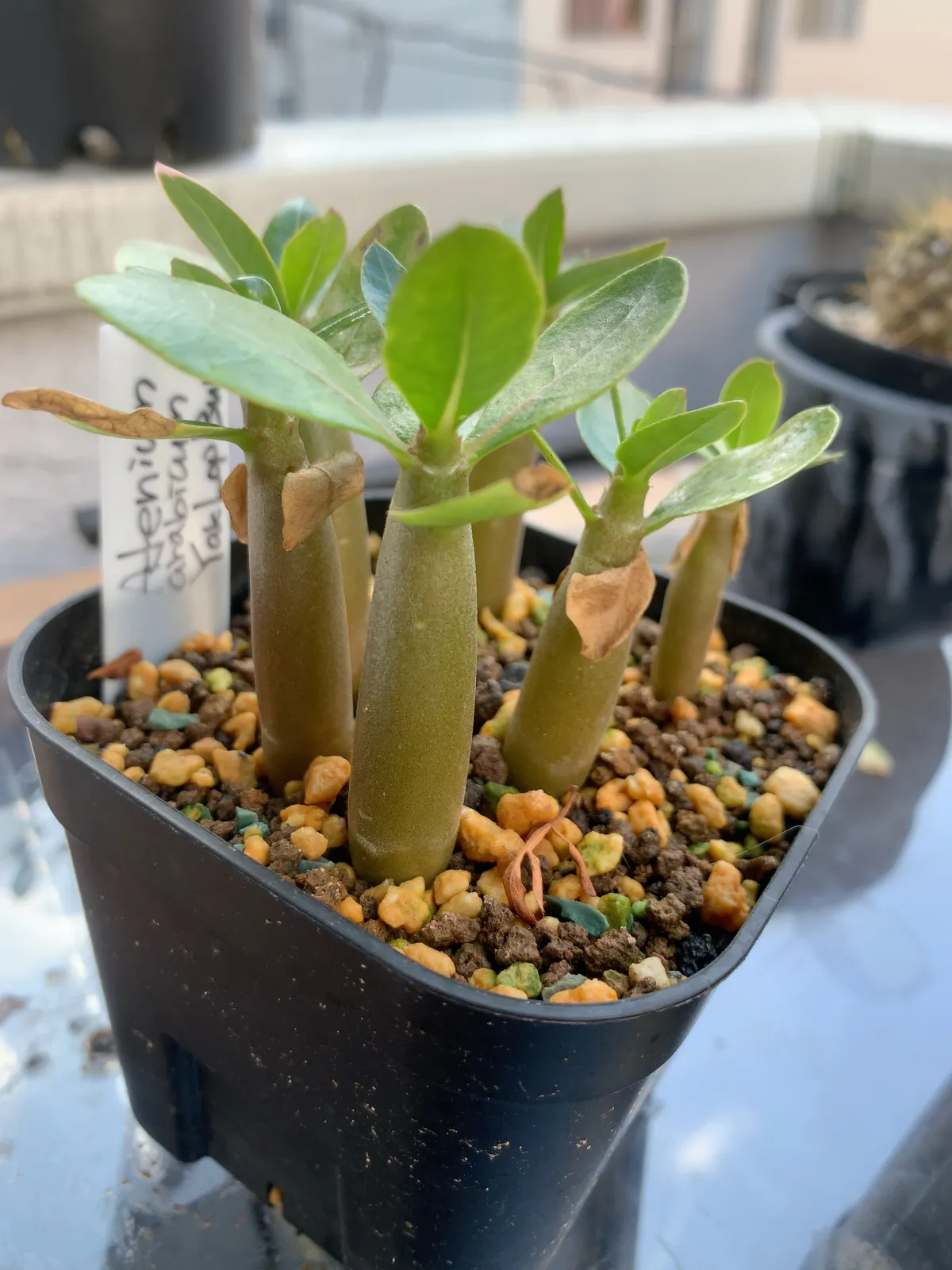 YSB Adenium arabicum Yak Sing Buri (アデニウム アラビカム)