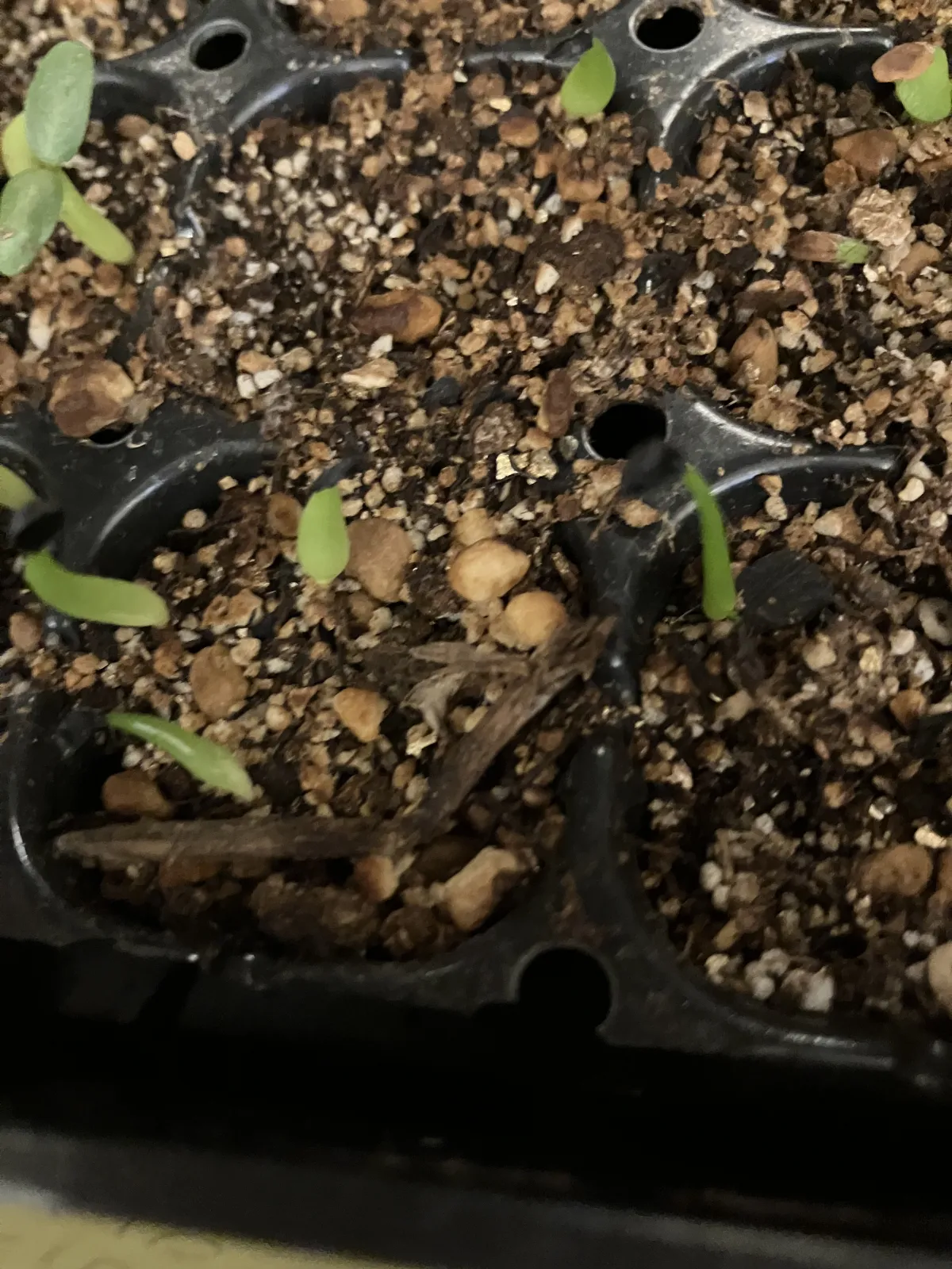 Agave oteroi Lot. (アガベ オテロイ)