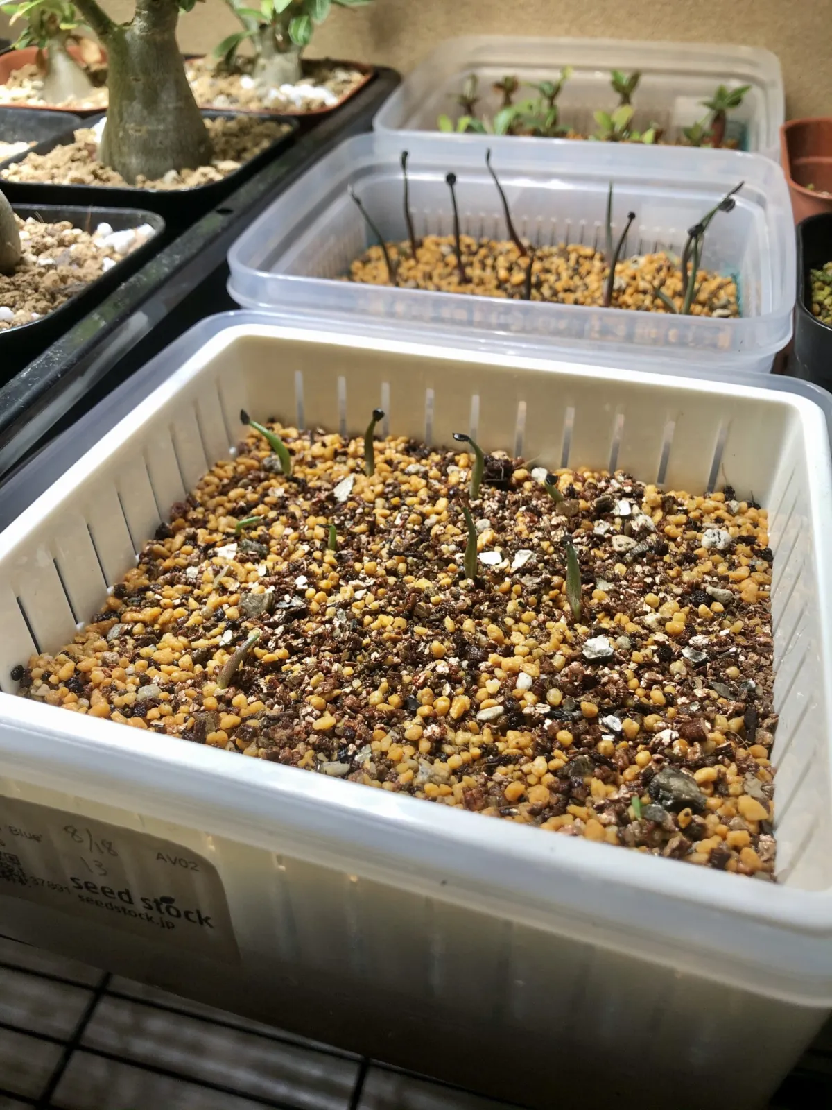 Agave titanota Blue Lot. (アガベ チタノタブルー)