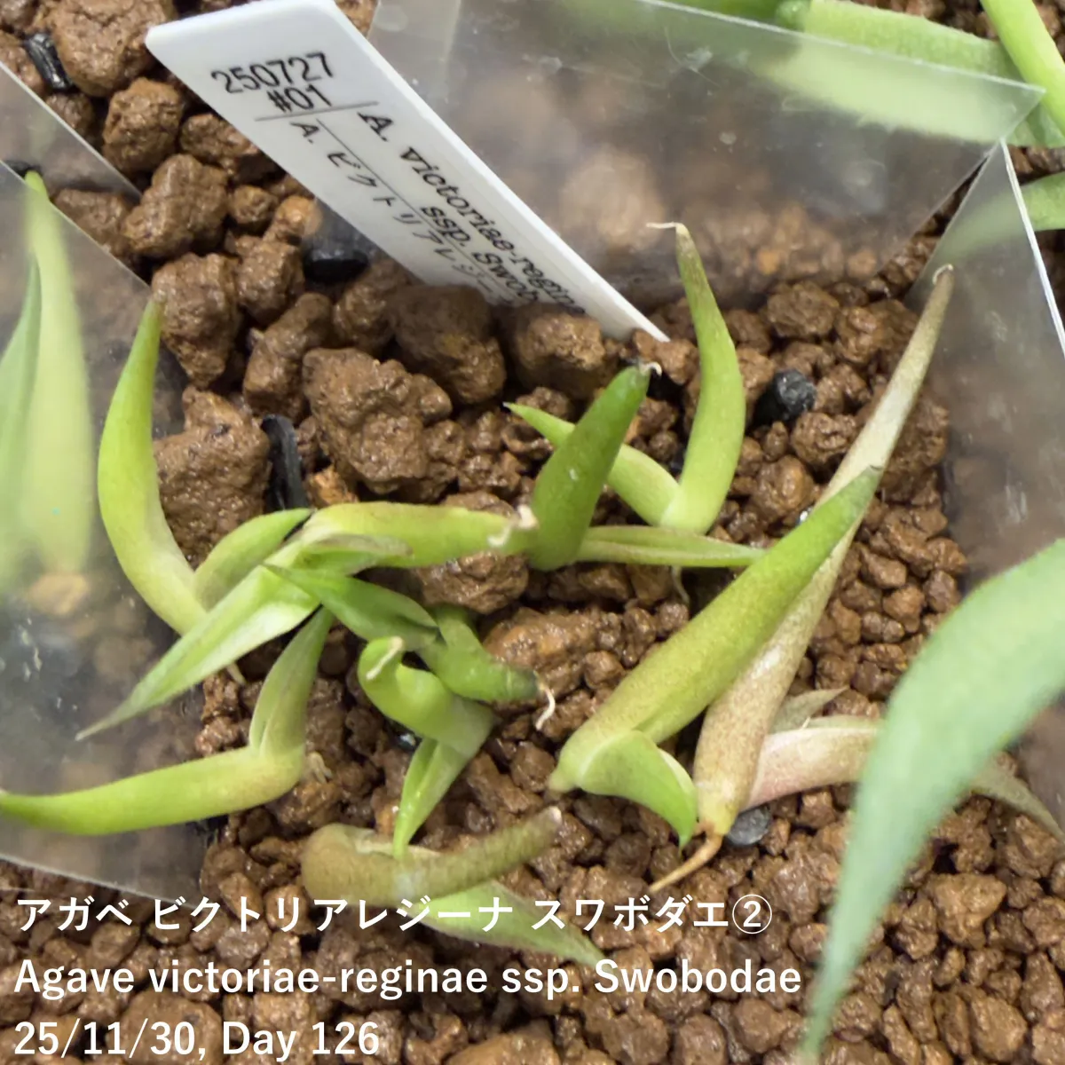 Agave victoriae-reginae ssp. swobodae (アガベ ビクトリアレジーナ スワボダエ)