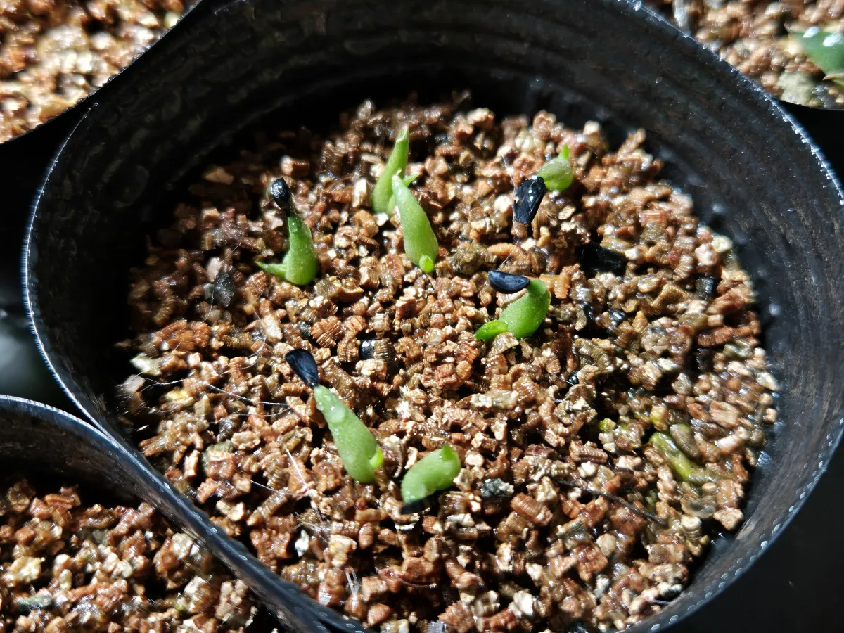 Agave victoriae-reginae ssp. victoriae-reginae (アガベ ビクトリアレジーナエ 笹の雪)