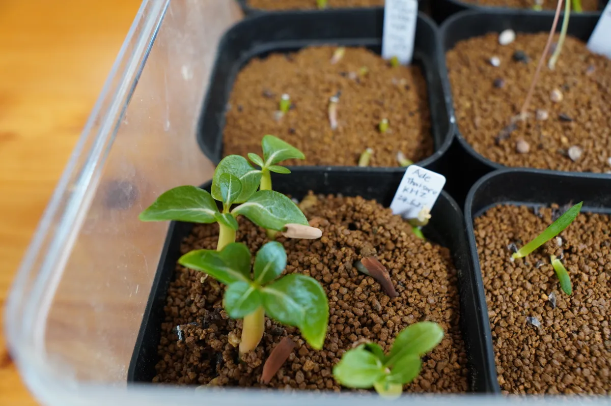 KHZ Adenium thai socotranum KHZ (アデニウム タイ ソコトラナム)