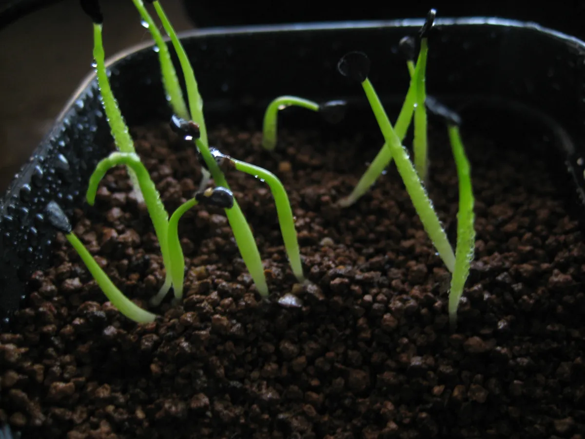  アガベ クリソグロッサ Agave chrysoglossa