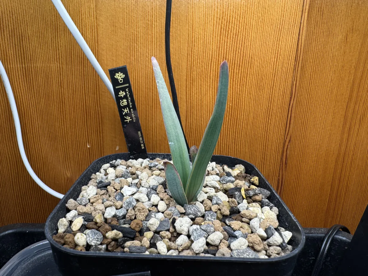 Welwitschia mirabilis ([無料種子/発芽難ロット] ウェルウィッチア ミラビリス 奇想天外)