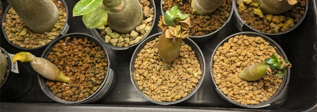 DHA Adenium thai socotranum DHA (アデニウム)