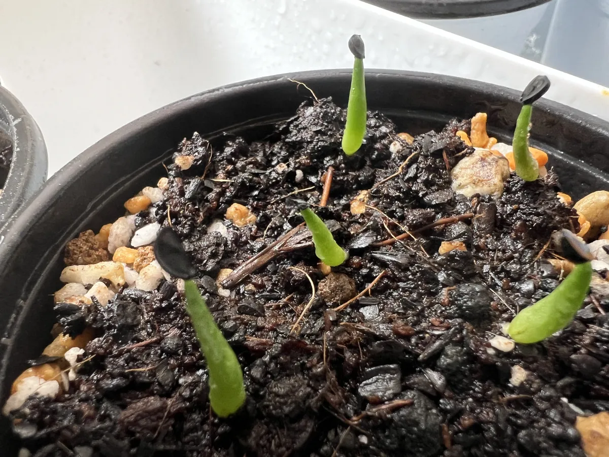 Agave titanota Blue Lot. (アガベ チタノタブルー)
