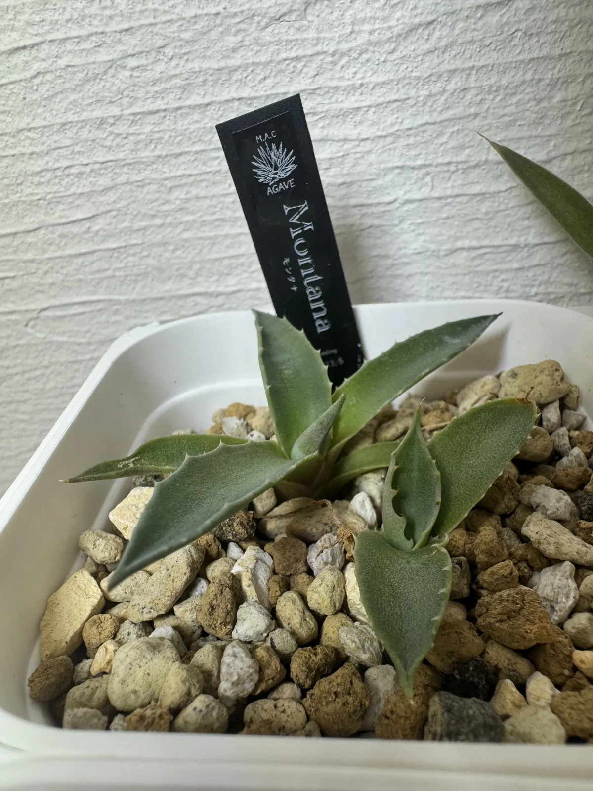Agave montana (アガベ モンタナ)