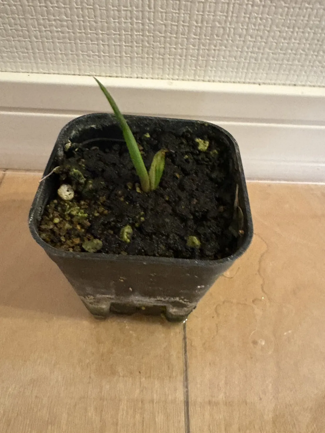 Aloe plicatilis (アロエ プリカティリス)
