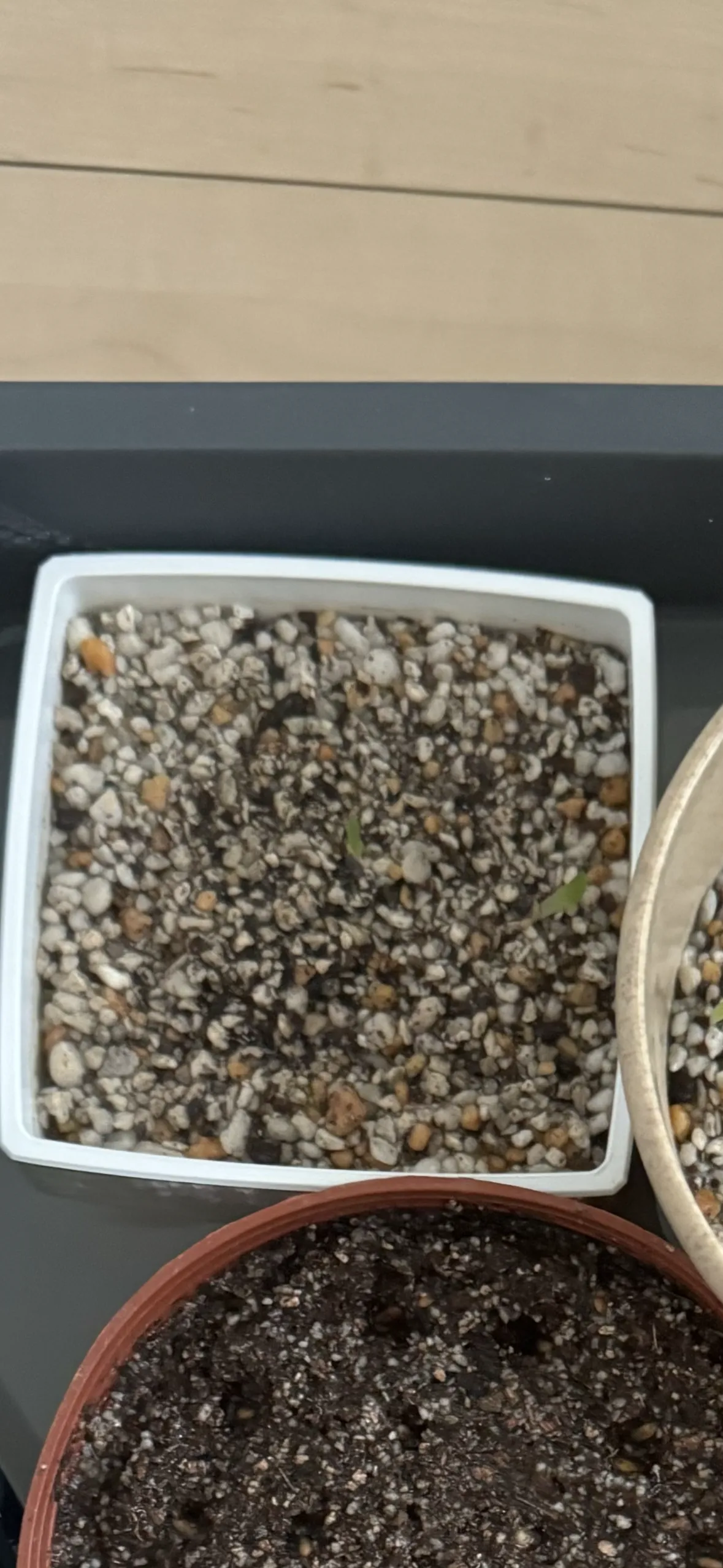 Agave seemanniana Pygmaea (アガベ ピグマエア)