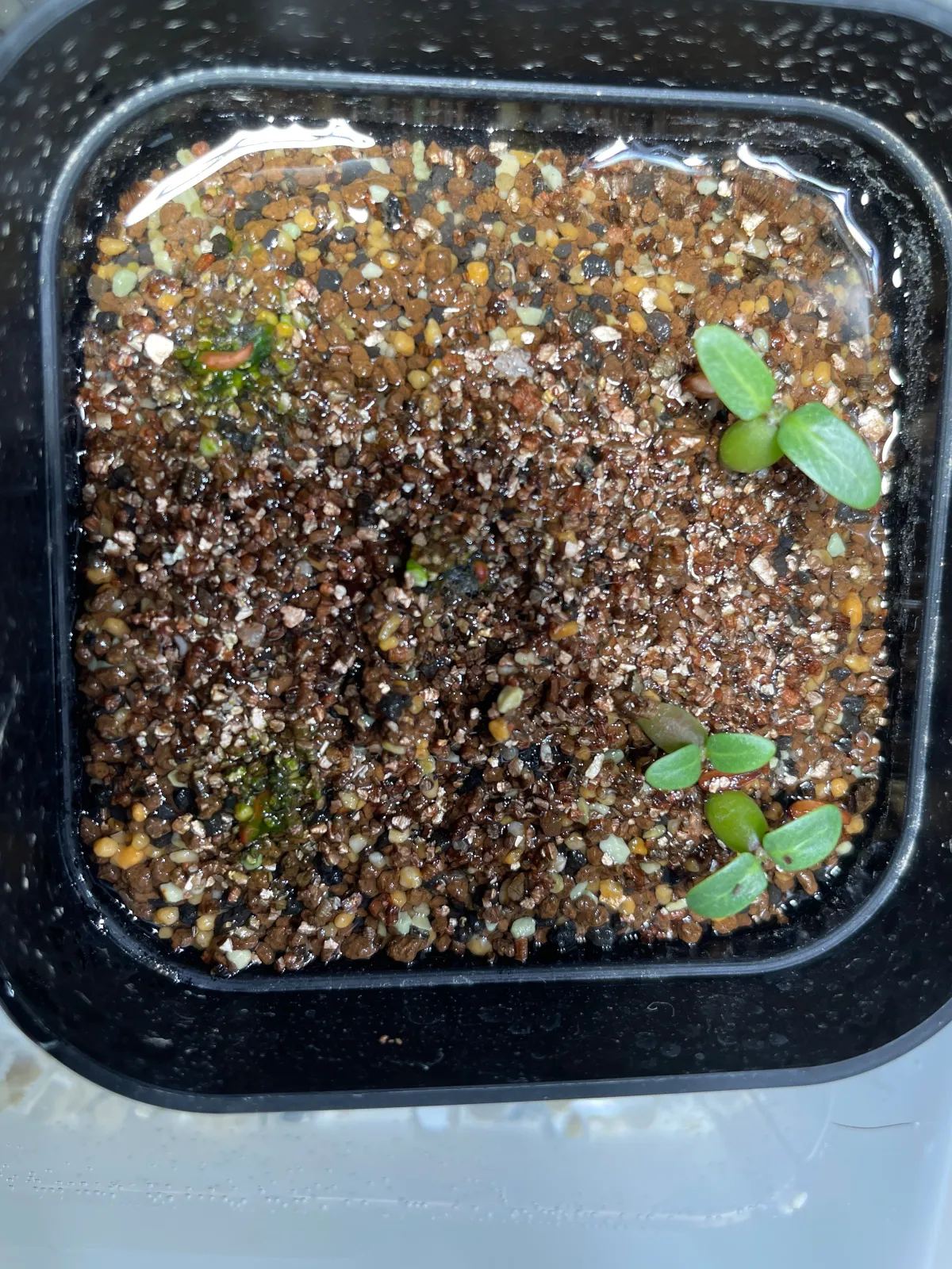 Pachypodium rosulatum ssp. makayense (パキポディウム マカイエンセ)