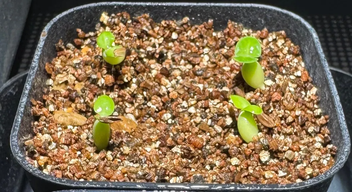 Pachypodium succulentum (パキポディウム サキュレンタム)