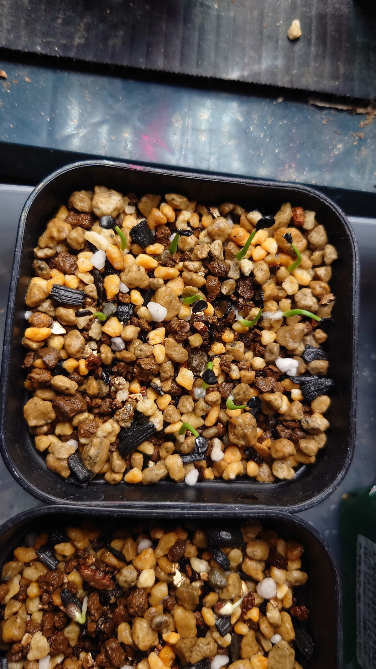 Agave utahensis var. eborispina (アガベ エボリスピナ ヘイフォード)